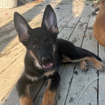 Chase -  German Shepherd Dog Dog for Adoption in Cincinnati, Ohio - Chase | PetCurious