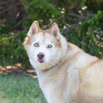 Sugar -  Mixed Breed Dog for Adoption in Dearborn, Michigan - Sugar | PetCurious