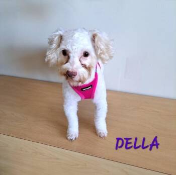 Della -  Poodle Dog for Adoption in Maitland, Florida - Della | PetCurious