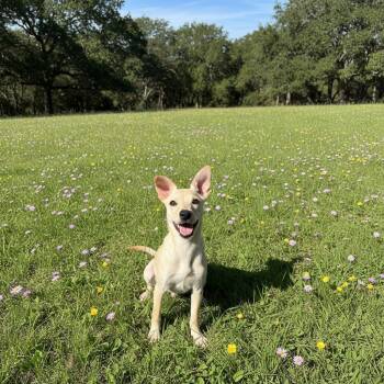 Alley -  Labrador Retriever Dog for Adoption in San Diego, California - Alley | PetCurious