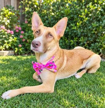 Foxy -  Husky and Shepherd Dog for Adoption in Lucas, Texas - Foxy | PetCurious