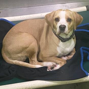Beagle and Mixed Breed Dogs Available for Adoption - Buddy (formerly King) | PetCurious