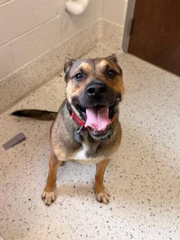 Max -  Shepherd Dog for Adoption in Providence Forge, Virginia - Max | PetCurious