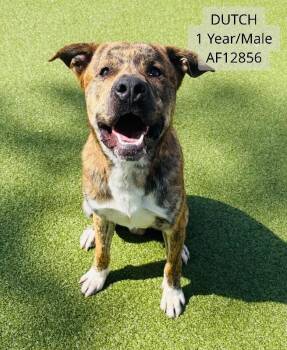 Mastiff and Pit Bull Terrier Dogs Available for Adoption - Dutch | PetCurious