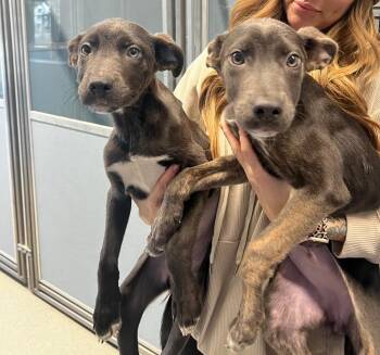 Nala Reign -  Pit Bull Terrier and Shepherd Dog for Adoption in Bloomington, Indiana - Nala Reign | PetCurious