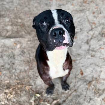 Shaq -  Mixed Breed Dog for Adoption in Milton, Florida - Shaq | PetCurious