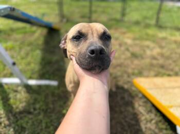 DARCY -  Mixed Breed and Pit Bull Terrier Dog Available for Adoption in Philadelphia, Tennessee - DARCY | PetCurious