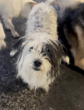Muffin -  Maltese and Poodle Dog for Adoption in New York, New York - Muffin | PetCurious