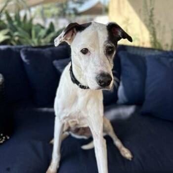 Rescue Whippet Dogs for Adoption in Ramona, California - Dollar | PetCurious