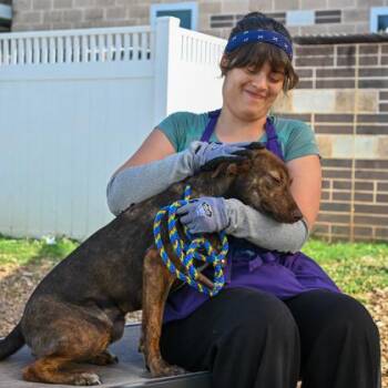 Felicia -  Mixed Breed Dog for Adoption in Chamblee, Georgia - Felicia | PetCurious