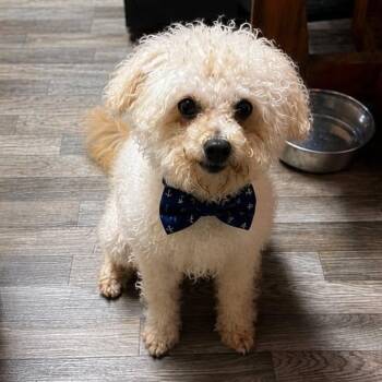 KIRBY GS -  Miniature Poodle Dog for Adoption in Lucas, Texas - KIRBY GS | PetCurious