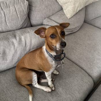 Chihuahua Dogs Available for Adoption - Doug | PetCurious