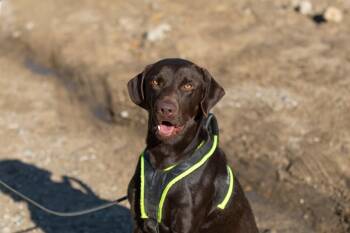 Labrador Retriever Dogs Available for Adoption - Donnie | PetCurious