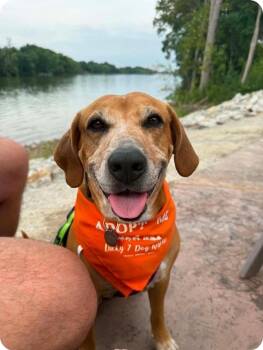 Granny Gatewood -  Mixed Breed Dog for Adoption in De Pere, Wisconsin - Granny Gatewood | PetCurious