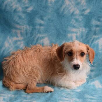 Jerry -  Chihuahua and Terrier Dog for Adoption in Eureka, California - Jerry | PetCurious