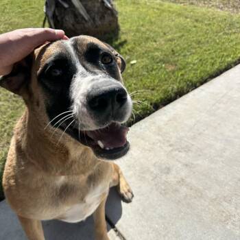 Rescue Shepherd Dogs for Adoption in Winchester, California - Bonnie | PetCurious