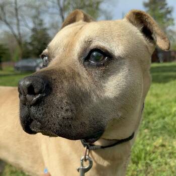 RUBBLE -  American Staffordshire Terrier Dog for Adoption in St. Augustine, Florida - RUBBLE | PetCurious