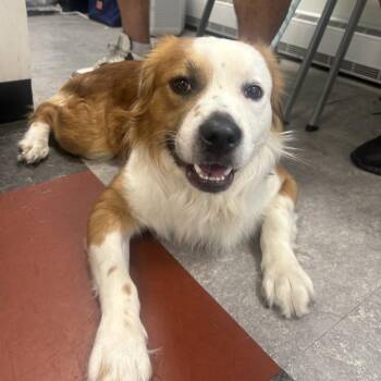 Beetle -  Mixed Breed Dog for Adoption in Philadelphia, Pennsylvania - Beetle | PetCurious