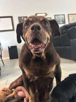 SONJA -  Rottweiler and English Bulldog Dog for Adoption in Houston, Texas - SONJA | PetCurious