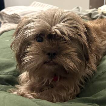 ChaCha -  Shih Tzu and Maltese Dog for Adoption - ChaCha | PetCurious