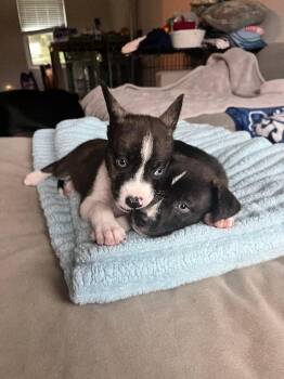 Parsley -  Mixed Breed Dog for Adoption in Cincinnati, Ohio - Parsley | PetCurious