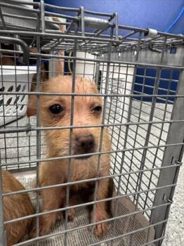 A187129 -  Rat Terrier and Mixed Breed Dog for Adoption in Pasadena, Texas - A187129 | PetCurious