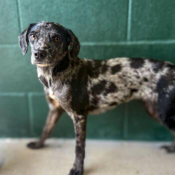 Mars -  Catahoula Leopard Dog and Mixed Breed Dog for Adoption in Carencro, Louisiana - Mars | PetCurious