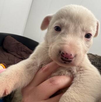 Rescue Shepherd Dogs for Adoption in Winnipeg, Manitoba - Leaf | PetCurious