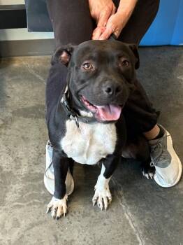 Gnut -  Pit Bull Terrier Dog Available for Adoption in Gautier, Mississippi - Gnut | PetCurious