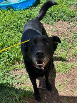 Mateo -  Labrador Retriever Dog Available for Adoption in Bloomington, Indiana - Mateo | PetCurious