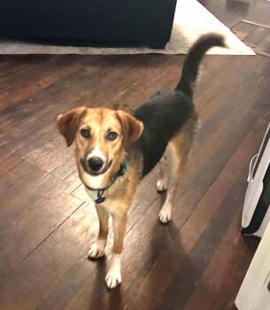 Rescue Beagle and Shepherd Dogs for Adoption in Lewiston, Idaho - Penelope | PetCurious