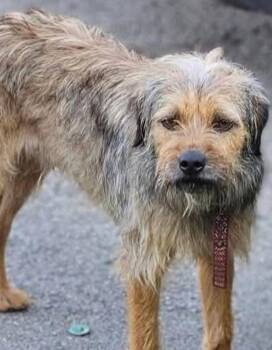 Yorkshire Terrier and Brussels Griffon Dogs Available for Adoption in Lakewood Ranch, Florida - Charlie | PetCurious