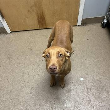 Mixed Breed Dogs Available for Adoption in Chattanooga, Tennessee - Fishsticks | PetCurious