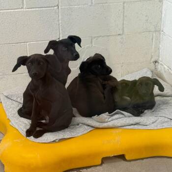 Mixed Breed Dogs Available for Adoption - Sirius | PetCurious