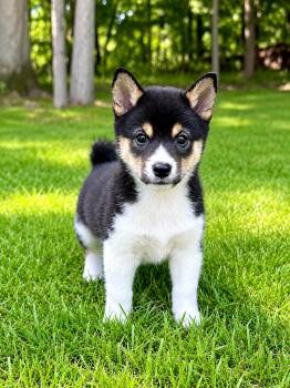Max -  Shiba Inu Dog for Adoption in New Baltimore, Michigan - Max | PetCurious