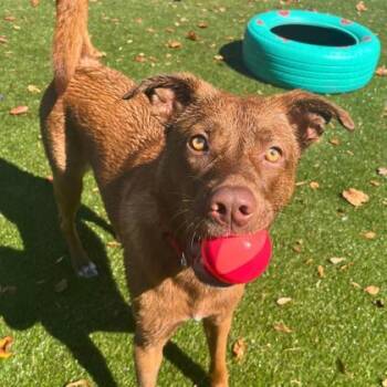 Rescue Labrador Retriever and Mixed Breed Dogs for Adoption in Gastonia, North Carolina - Rajah | PetCurious