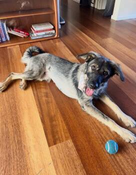 Ivy Flower -  Aussiedoodle Dog for Adoption in Manhattan Beach, California - Ivy Flower | PetCurious