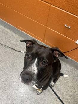 American Staffordshire Terrier and Mixed Breed Dogs Available for Adoption - SKY | PetCurious