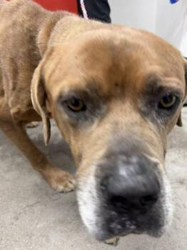 William -  Mixed Breed Dog for Adoption in West Chester, Pennsylvania - William | PetCurious