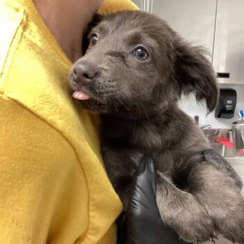 Rescue Pit Bull Terrier and Chihuahua Dogs for Adoption in Abilene, Texas - Jean | PetCurious