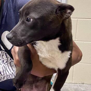 Mixed Breed Dogs Available for Adoption in Columbus, Georgia - Diamond 0717 | PetCurious