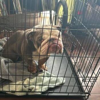 English Bulldog Dogs Available for Adoption in Turlock, California - Humphrey | PetCurious