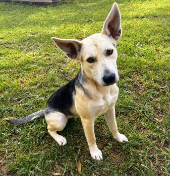 Raya -  Shepherd Dog for Adoption in Gulfport, Mississippi - Raya | PetCurious