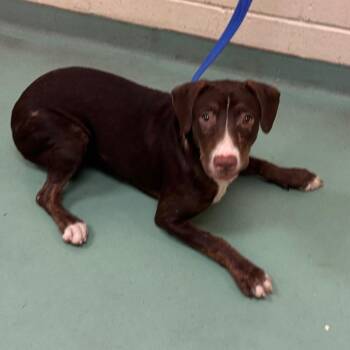 Darla -  Mixed Breed Dog for Adoption in Memphis, Tennessee - Darla | PetCurious