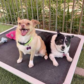 KC -  Chihuahua Dog for Adoption in Agoura Hills, California - KC | PetCurious