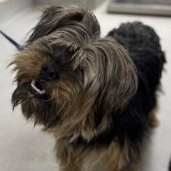 Yorkshire Terrier Dogs Available for Adoption in Bethel, Connecticut - Doc | PetCurious