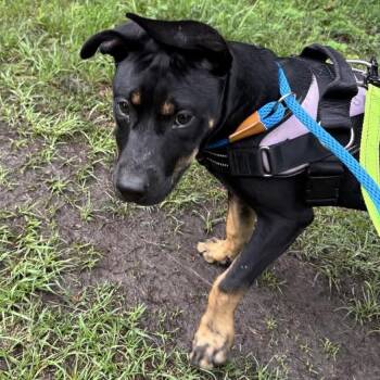 Hermione 37356 -  Mixed Breed Dog Available for Adoption in Middleburg, Florida - Hermione 37356 | PetCurious