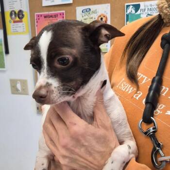 Mixed Breed Dogs Available for Adoption in Fort Bragg, California - Buddy | PetCurious