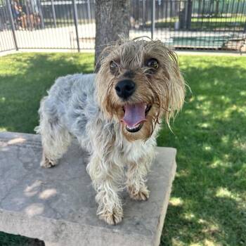 Happy -  Yorkshire Terrier Dog Available for Adoption in Fresno, California - Happy | PetCurious