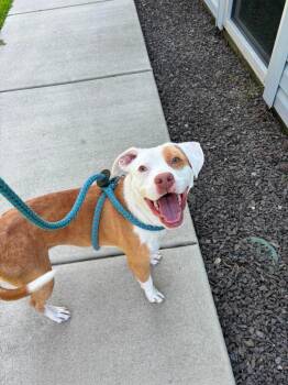 Sandy -  Terrier Dog for Adoption in New Bern, North Carolina - Sandy | PetCurious